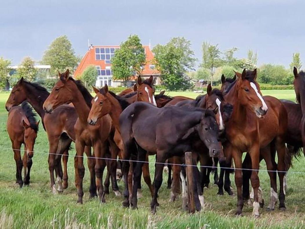 Luxe Gastenverblijf In Het Hart Van Friesland Akkrum Eksteriør billede